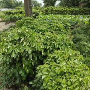 Radermachera Plant