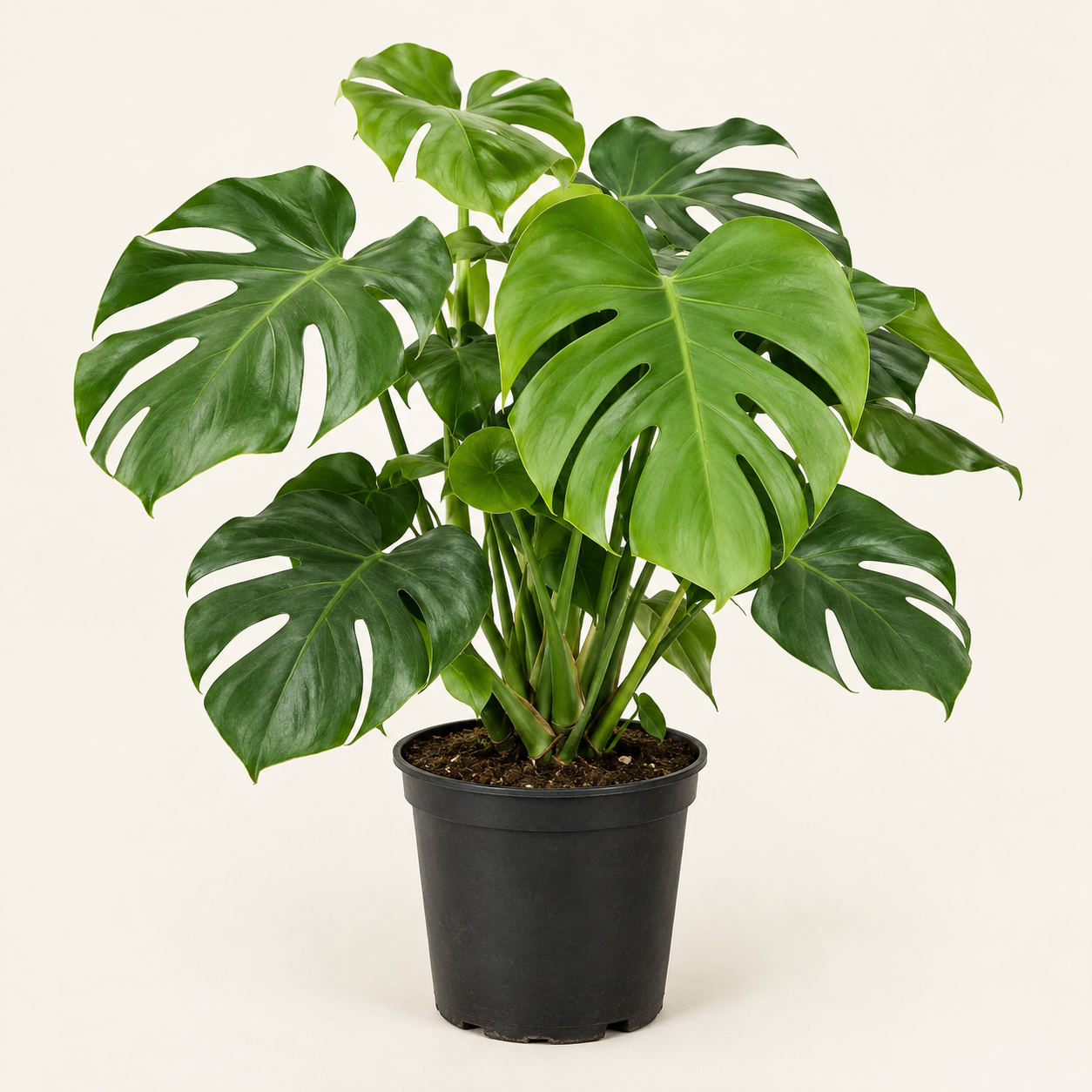 Monstera Deliciosa Live Indoor Plant Swiss Cheese Plant in Nursery Pot - Image 3