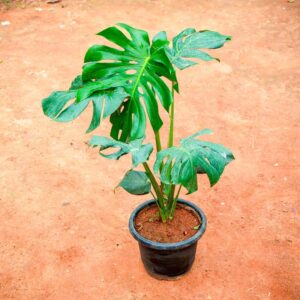 Monstera Deliciosa Live Indoor Plant (2–3 ft) with 8-Inch Nursery Pot