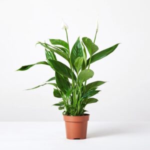 Peace Lily live indoor plant with green foliage in a nursery pot