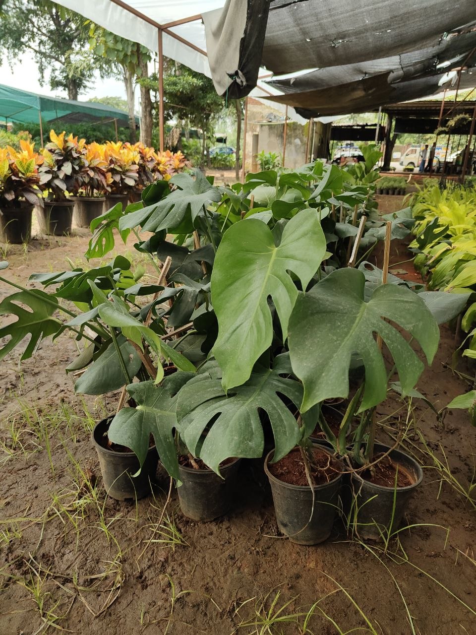 Peace Lily Live Indoor Plant – 1 Ft Green Foliage Plant - Image 2