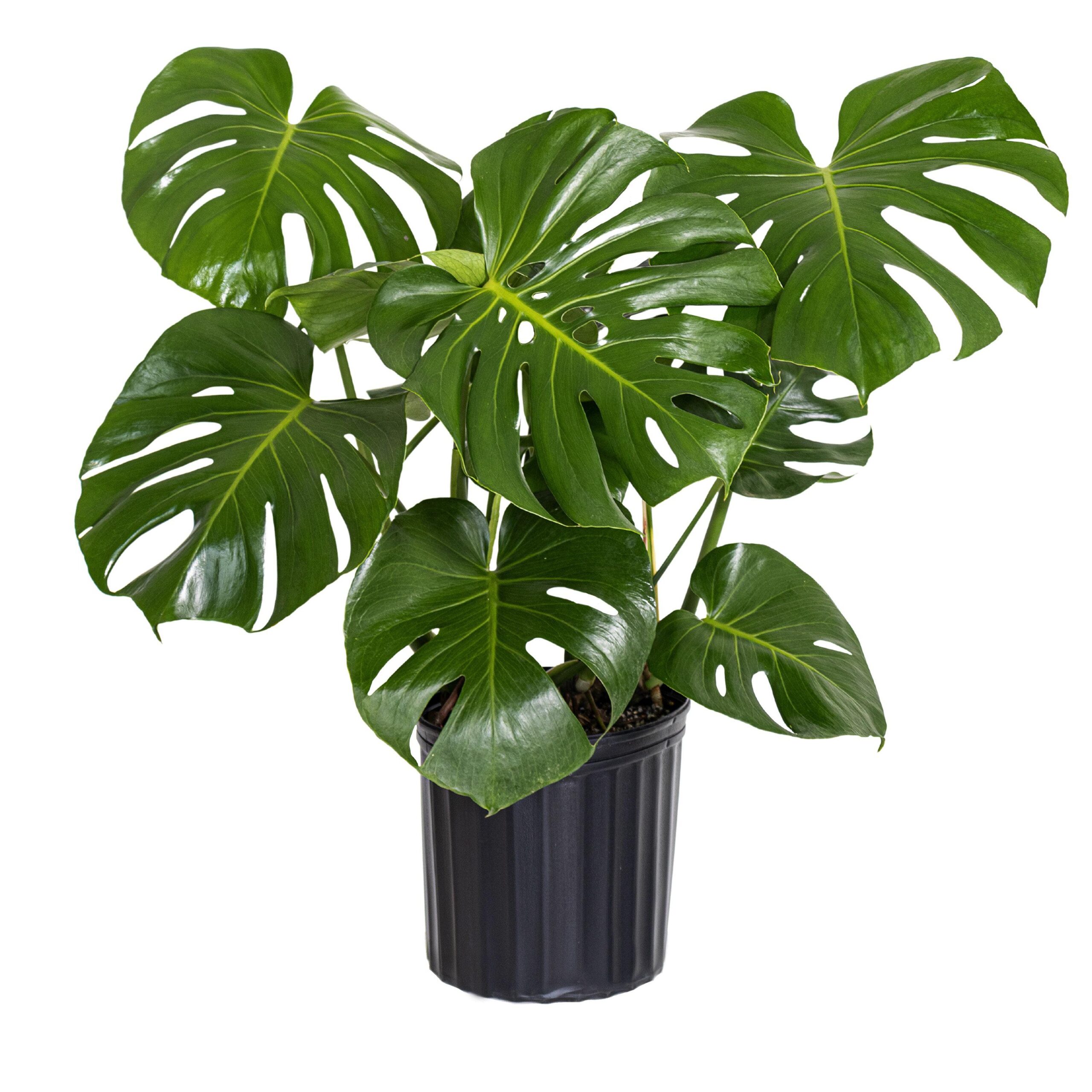 Monstera Deliciosa Live Indoor Plant Swiss Cheese Plant in Nursery Pot - Image 4